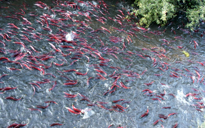 Produkcja paszy dla ryb – o tym musisz pamiętać!