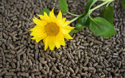 Produkcja pelletu. Produkcja pelletu z łusek słonecznika
