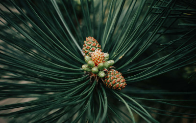 Pellet iglasty czy liściasty – przedstawiamy różnice