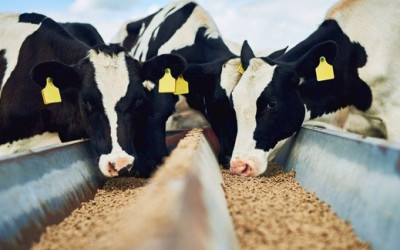 Poznaj 7 zalet paszy dla kóz mlecznych z ekstrudera!