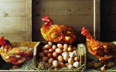 Jak wyprodukować własną ekologiczną paszę dla kur?