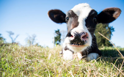 Pasza dla bydła mlecznego – postaw na proces ekstruzji!
