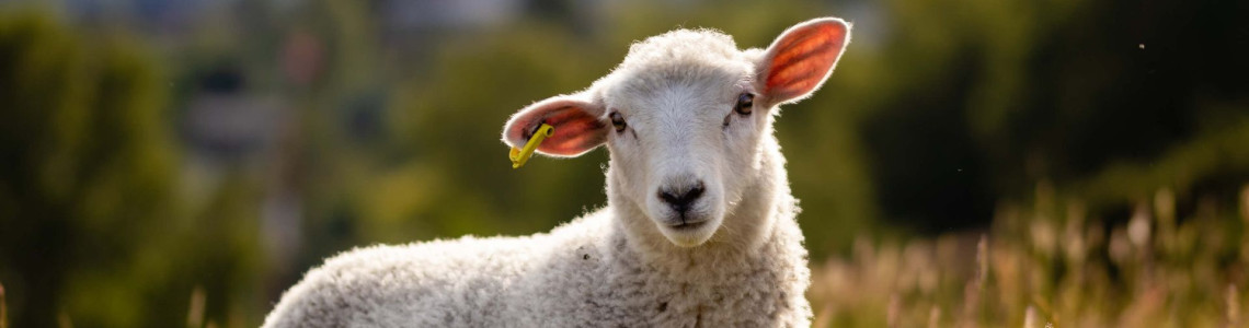 Jak dbać o żywienie owiec – pasza dla owiec z ekstrudera