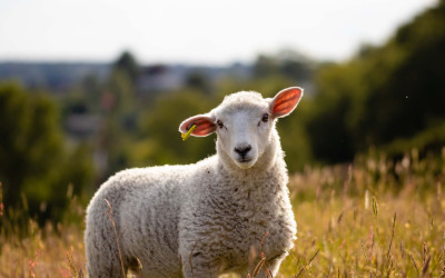 Jak dbać o żywienie owiec – pasza dla owiec z ekstrudera