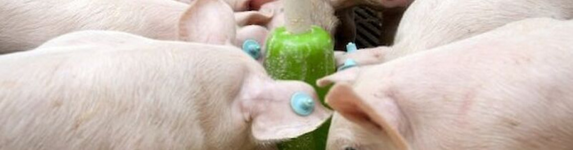 Jak wybrać zdrową i pożywną paszę dla świń i prosiąt?