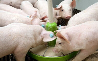 Jak wybrać zdrową i pożywną paszę dla świń i prosiąt?